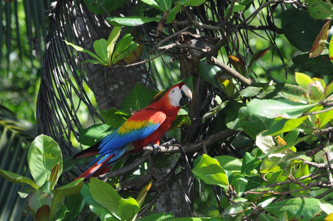 Corcovado National Park (Photo via Unsplash)