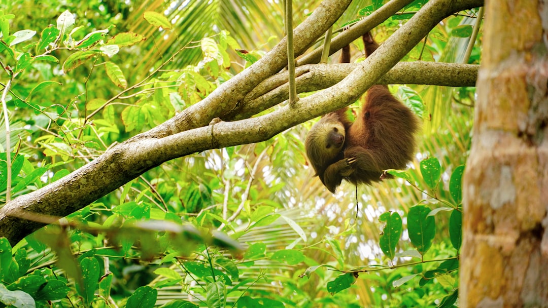 Costa Rica sloth (Photo via Unsplash)