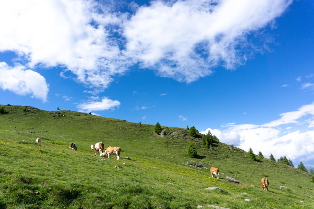 Dolomites alpine meadow (Photo via Unsplash)