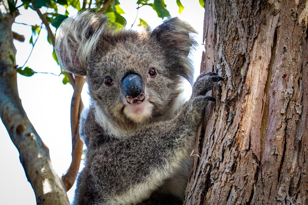 Koala wild Australia (Photo via Unsplash)