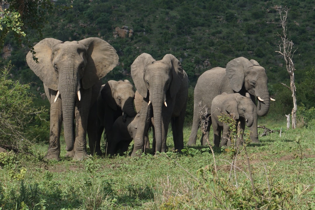 Kruger National Park elephant (Photo via Unsplash)
