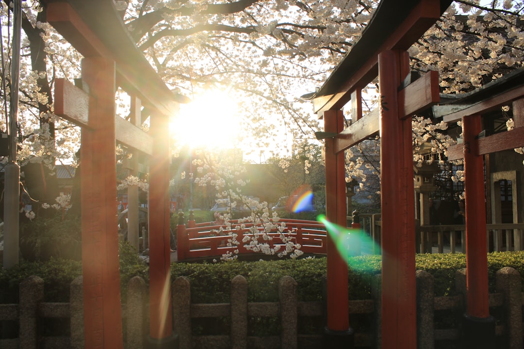 Kyoto cherry blossoms (Photo via Unsplash)