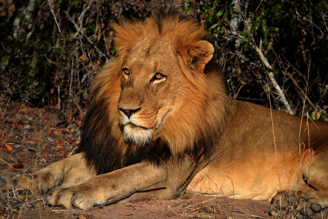 lion pride South Africa (Photo via Unsplash)