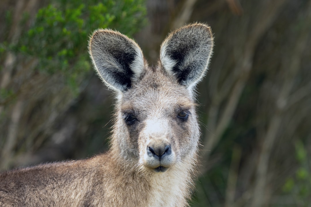 Tasmanian wallaby (Photo via Unsplash)