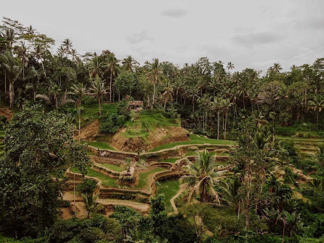 Bali rice terraces