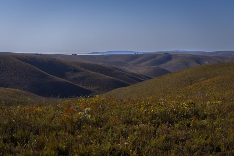 South Africa safari landscape