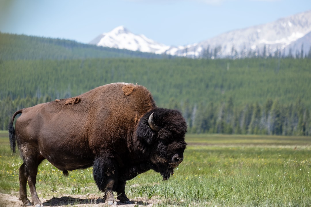 Yellowstone bison (Photo via Unsplash)